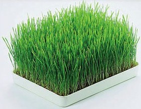 wheatgrass-tray