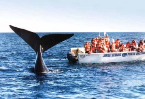 arg-eng-eb-whale-watching-in-puerto-madryn