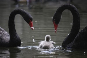 cygnet-black-swan