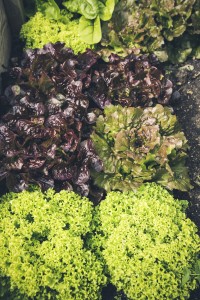 fresh bio leaf salad raised bed