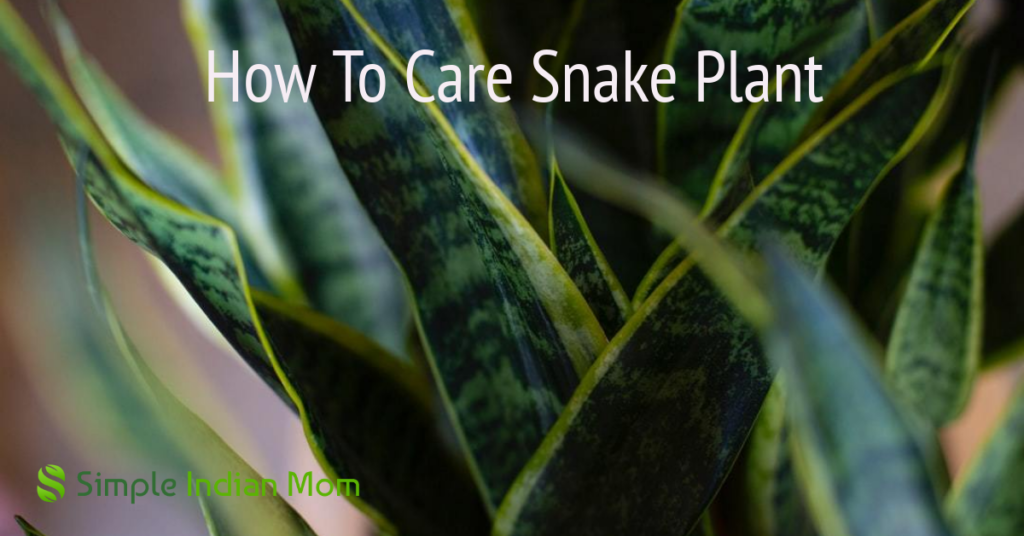 How To Care Snake Plant - Simple Indian Mom