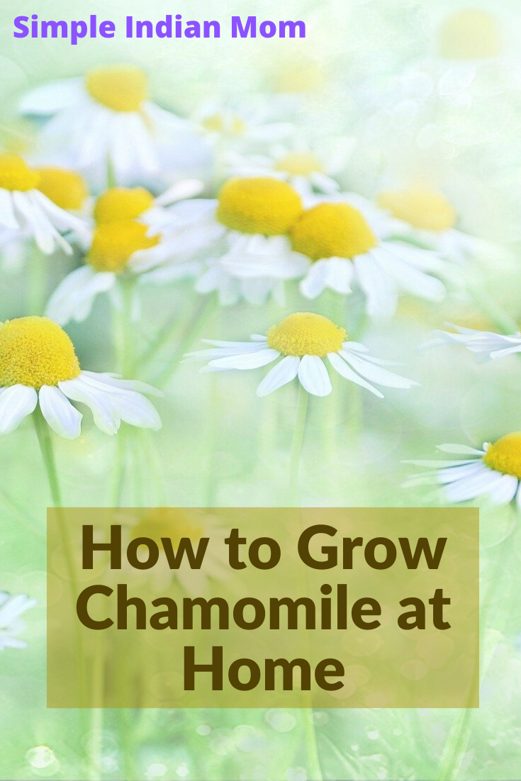 How to Grow Chamomile at Home - Simple Indian Mom